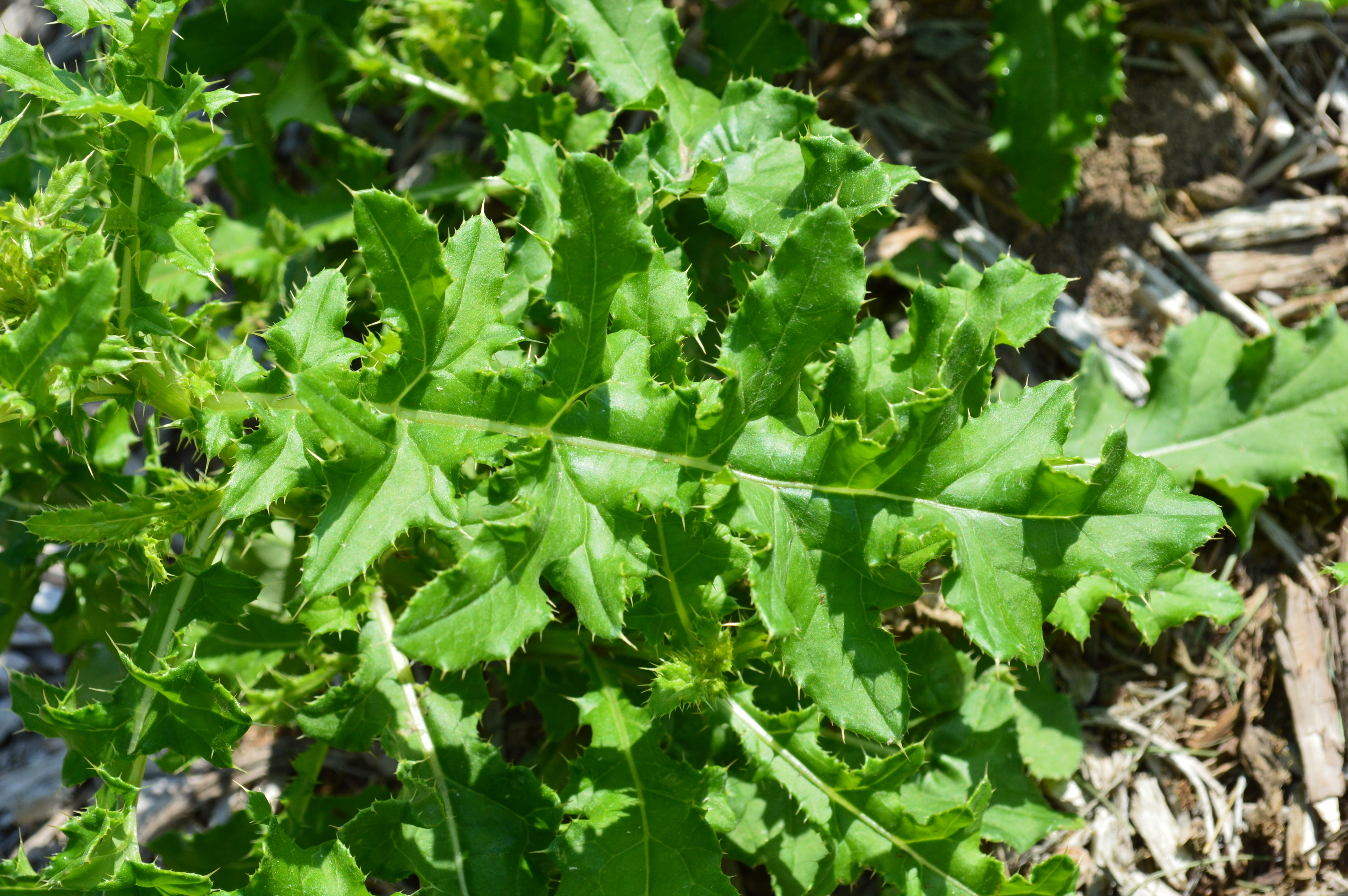 The photo is a close up of a Canada thistle leave.